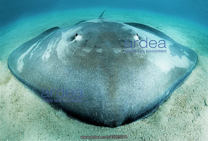 : Pink whipray (Pateobatis fai) on sea bottom, Moorea : Pink whipray (Pateobatis fai) on sea bottom, Moorea