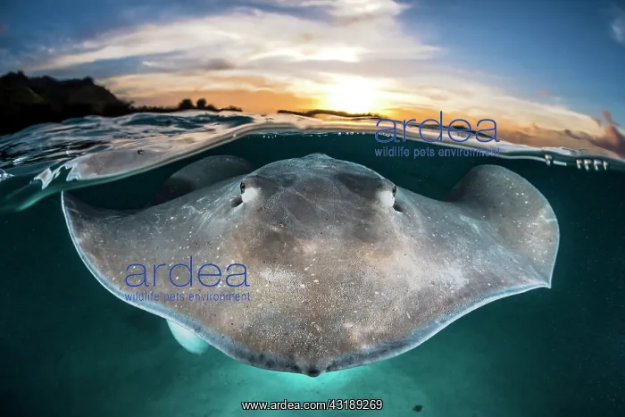 : Pink whipray (Pateobatis fai) on the surface at : Pink whipray (Pateobatis fai) on the surface at