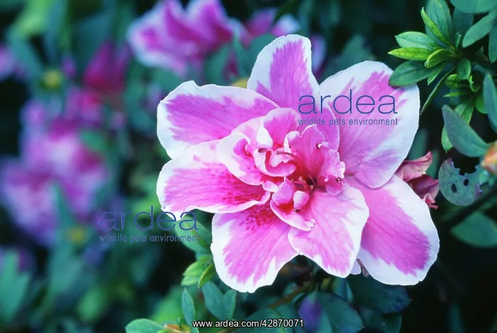 : PINK / WHITE Azalea : PINK / WHITE Azalea
