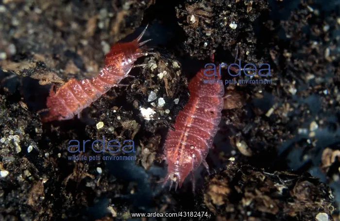 : Pink woodlouse : Pink woodlouse