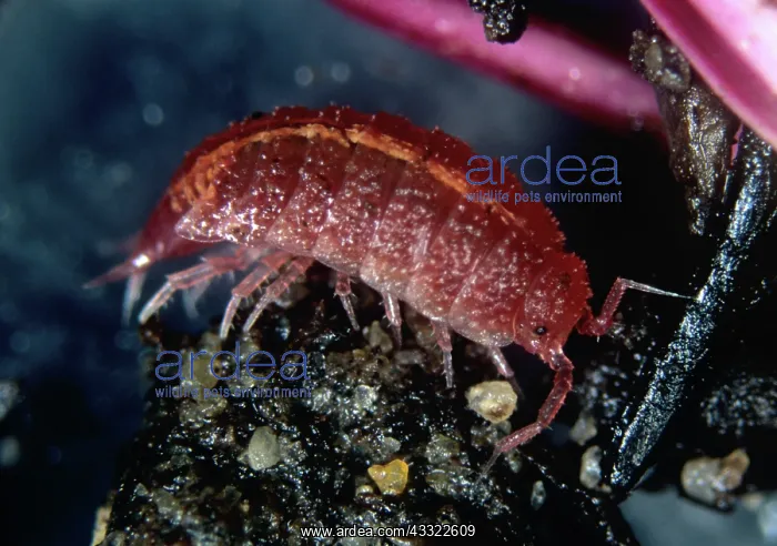 : Pink woodlouse : Pink woodlouse