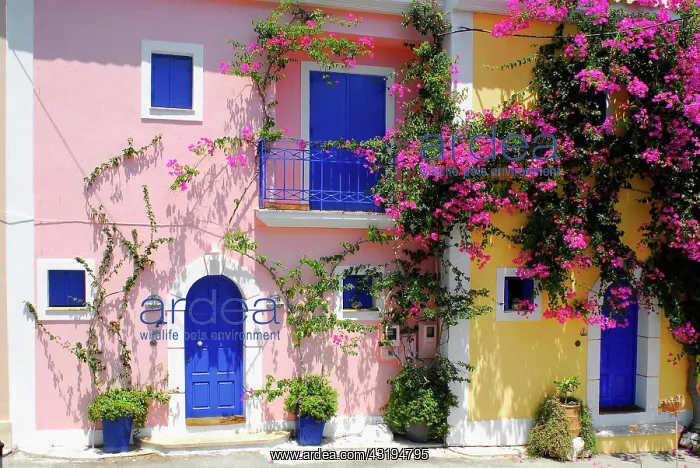 : Pink and yellow house, blue shutters, Fiscardo : Pink and yellow house, blue shutters, Fiscardo