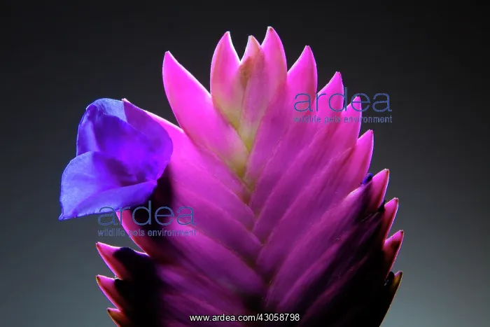 : Pinkquill, Tillandsia cyanea : Pinkquill, Tillandsia cyanea