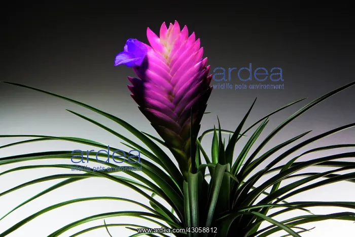 : Pinkquill, Tillandsia cyanea : Pinkquill, Tillandsia cyanea