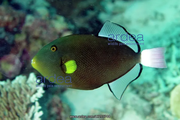 : Pinktail Triggerfish : Pinktail Triggerfish