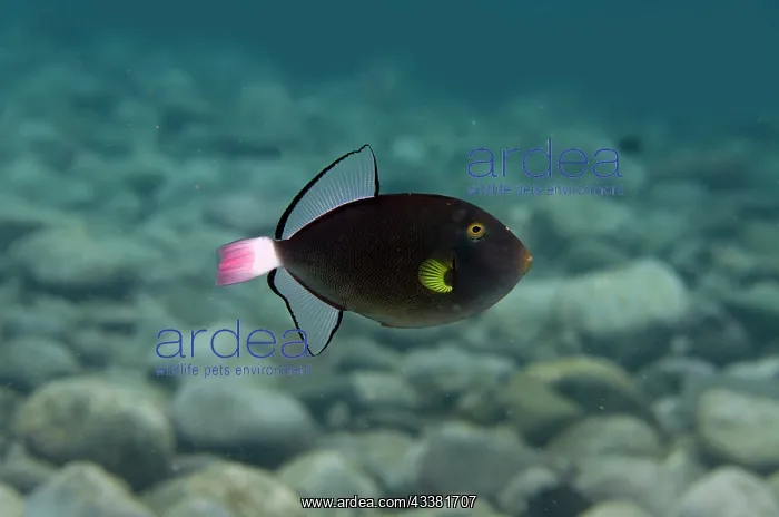 : Pinktail Triggerfish - Liberty Wreck Dive Site : Pinktail Triggerfish - Liberty Wreck Dive Site