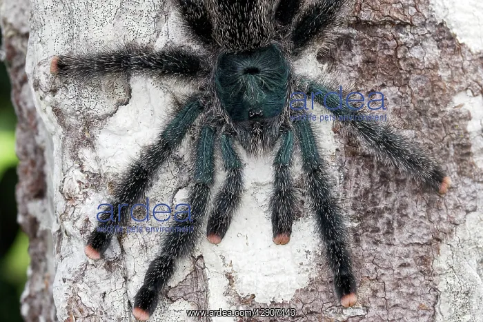 : Pinktoe Tarantula : Pinktoe Tarantula