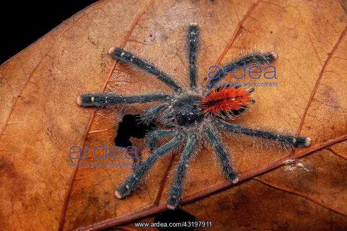 : Pinktoe Tarantula (Avicularia avicularia) youg on : Pinktoe Tarantula (Avicularia avicularia) youg on