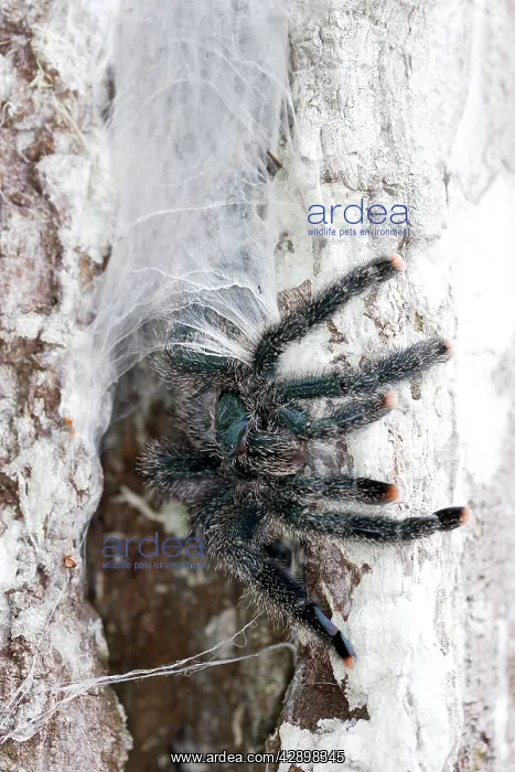 : Pinktoe Tarantula - at nest in tree : Pinktoe Tarantula - at nest in tree
