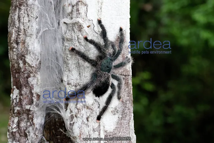 : Pinktoe Tarantula - at nest in tree : Pinktoe Tarantula - at nest in tree