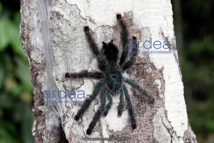 : Pinktoe Tarantula - at nest in tree : Pinktoe Tarantula - at nest in tree