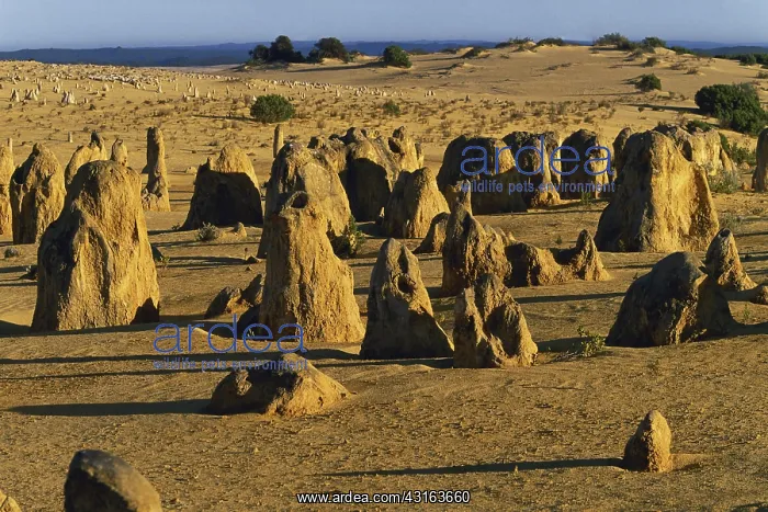 : Pinnacles Desert, Australia : Pinnacles Desert, Australia
