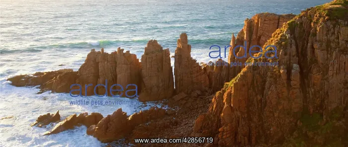 : The Pinnacles - famous rock formation protruding : The Pinnacles - famous rock formation protruding