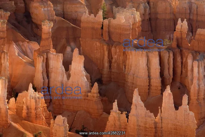 : Pinnacles of limestone rock (so-called hoodoos) : Pinnacles of limestone rock (so-called hoodoos)