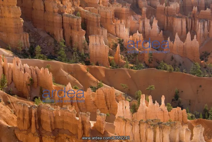 : Pinnacles of limestone rock (so-called hoodoos) : Pinnacles of limestone rock (so-called hoodoos)