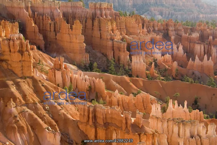 : Pinnacles of limestone rock (so-called hoodoos) : Pinnacles of limestone rock (so-called hoodoos)