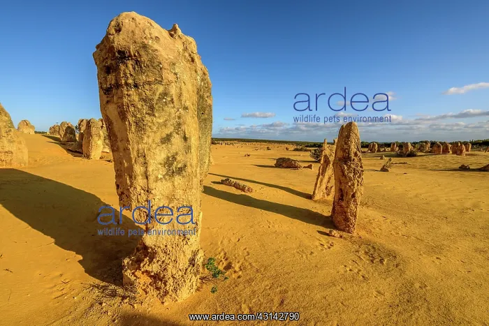 : The Pinnacles, Nambung National Park, Western : The Pinnacles, Nambung National Park, Western