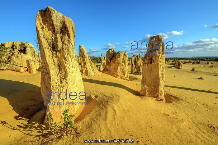 : The Pinnacles, Nambung National Park, Western : The Pinnacles, Nambung National Park, Western