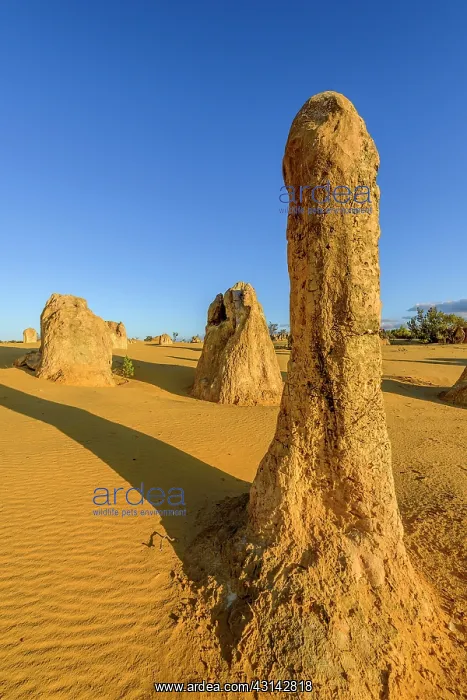 : The Pinnacles, Nambung National Park, Western : The Pinnacles, Nambung National Park, Western