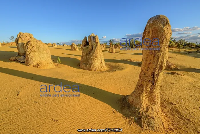 : The Pinnacles, Nambung National Park, Western : The Pinnacles, Nambung National Park, Western