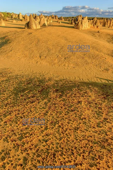 : The Pinnacles, Nambung National Park, Western : The Pinnacles, Nambung National Park, Western