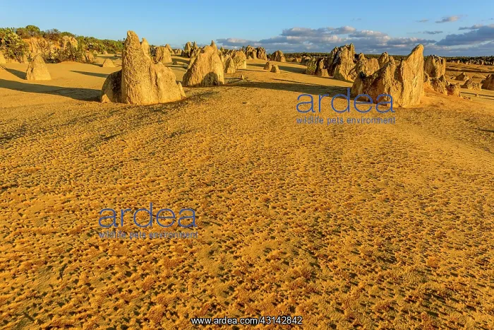 : The Pinnacles, Nambung National Park, Western : The Pinnacles, Nambung National Park, Western