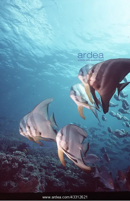 : Pinnate BATFISH : Pinnate BATFISH