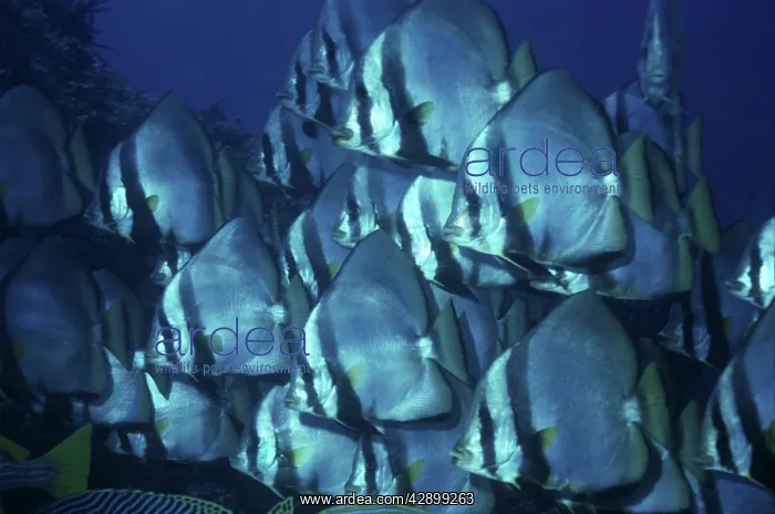 : Pinnate Batfish - not often seen in shoals, these : Pinnate Batfish - not often seen in shoals, these