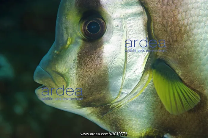 : Pinnate Spadefish Tatawa Kecil dive site, between : Pinnate Spadefish Tatawa Kecil dive site, between