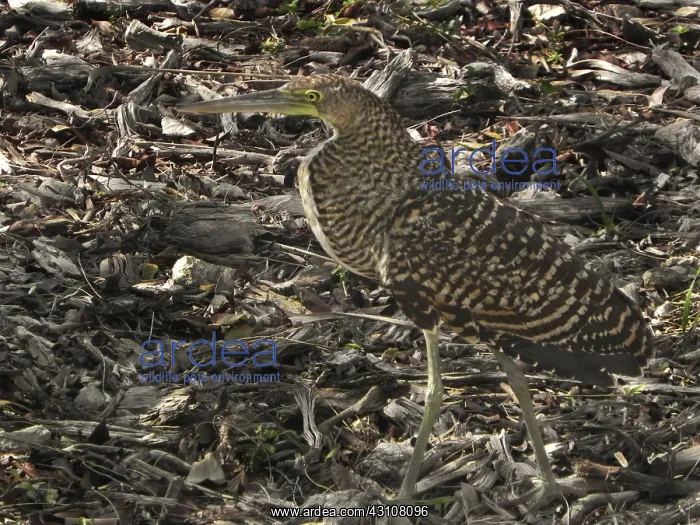 : Pinnated Bittern : Pinnated Bittern