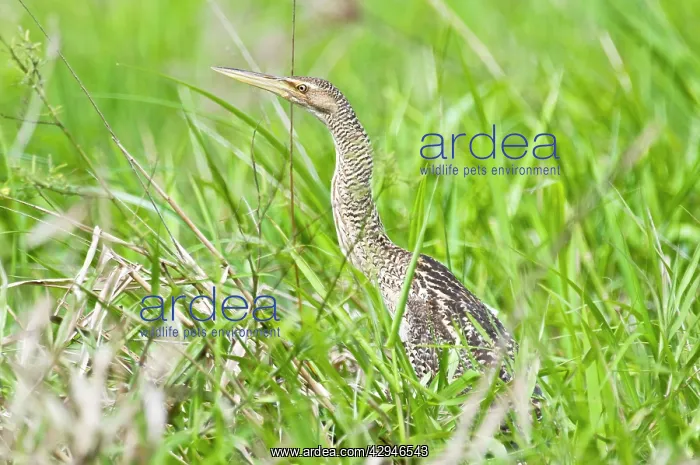 : Pinnated Bittern - in dense vegetation : Pinnated Bittern - in dense vegetation