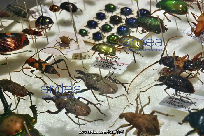 : Pinned Insects : Pinned Insects