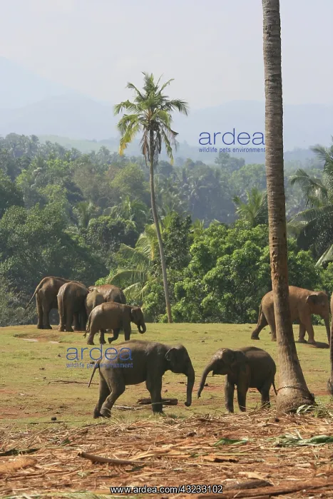 : Pinnewala Elephant Orphanage, Sri Lanka : Pinnewala Elephant Orphanage, Sri Lanka