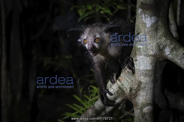 : Pinniped (Daubentonia madagascariensis) in the lowland rainforests of eastern Madagascar : Pinniped (Daubentonia madagascariensis) in the lowland rainforests of eastern Madagascar