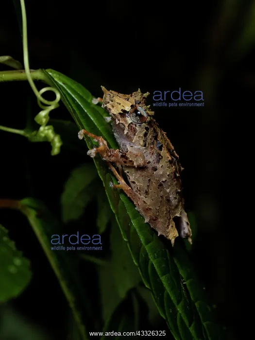 : ?Pinocchio Frog? (Pristimantis appendiculatus) : ?Pinocchio Frog? (Pristimantis appendiculatus)