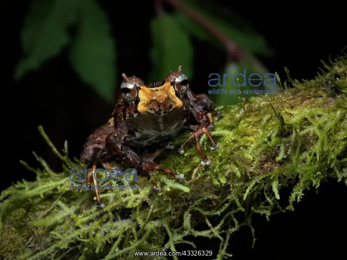 : Pinocchio Rain Frog (Pristimantis appendiculatus : Pinocchio Rain Frog (Pristimantis appendiculatus