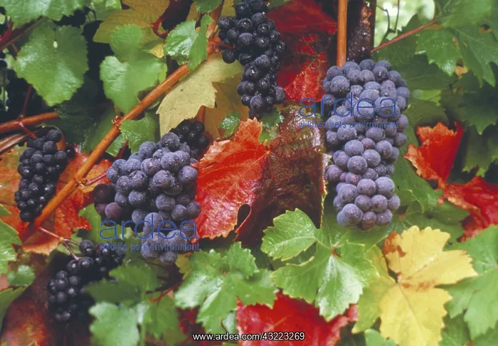 : Pinot noir grapes : Pinot noir grapes