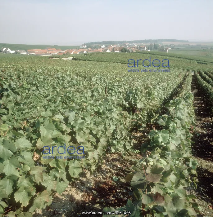 : Pinot Noir Vines in Champagne, france : Pinot Noir Vines in Champagne, france