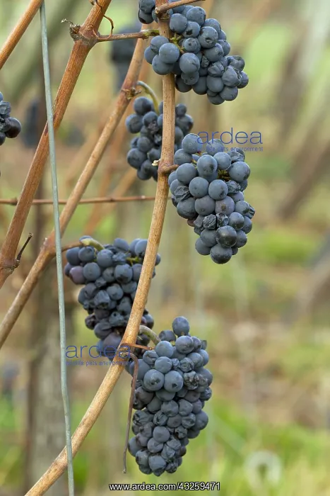 : Pinot Noir wine grape (Vitis vinifera) not harvested : Pinot Noir wine grape (Vitis vinifera) not harvested