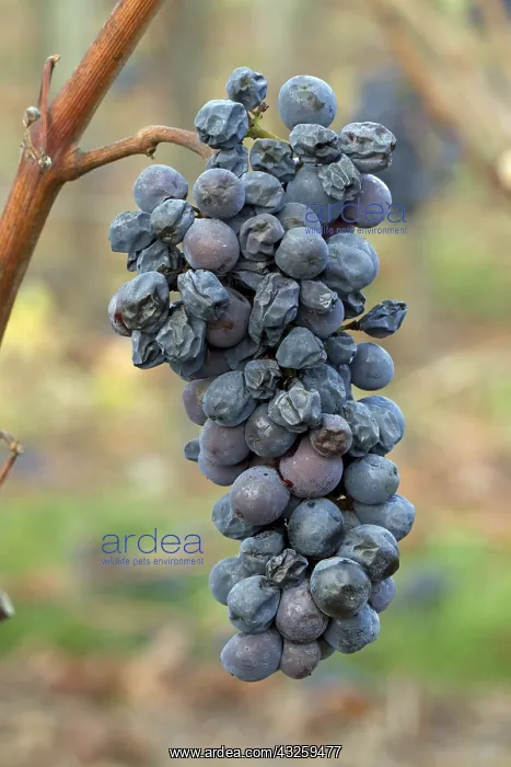 : Pinot Noir wine grape (Vitis vinifera) not harvested