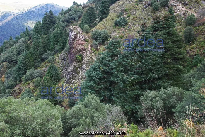 : Pinsapar Fir - on mountain slopes : Pinsapar Fir - on mountain slopes