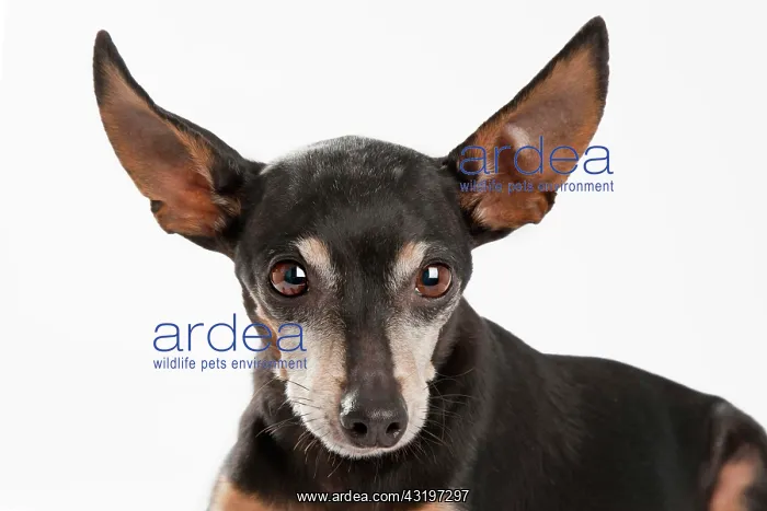 : Pinscher : Pinscher