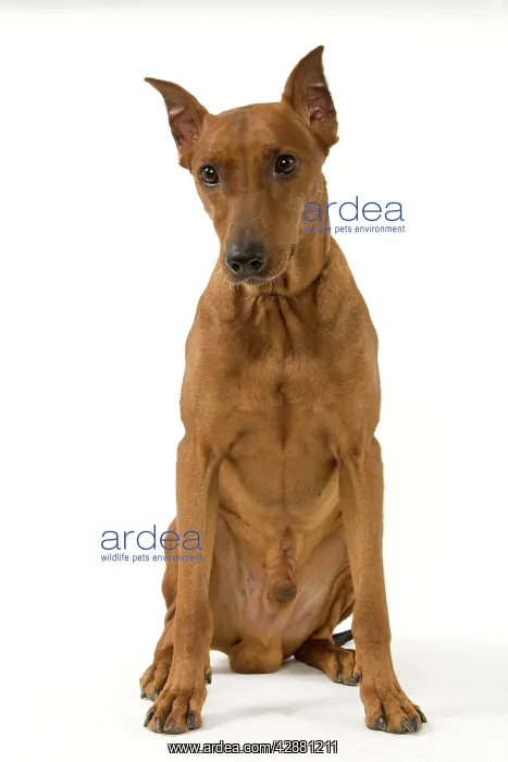  : Pinscher  /  Standard Pinscher