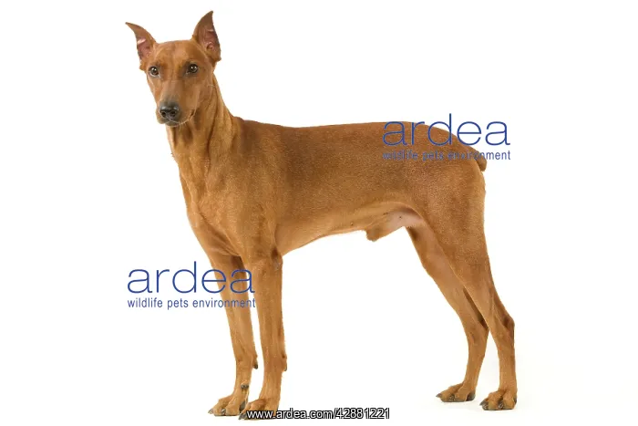  : Pinscher  /  Standard Pinscher