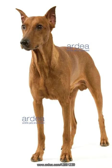  : Pinscher  /  Standard Pinscher