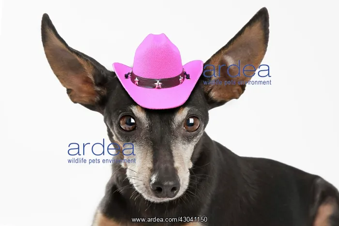 : Pinscher wearing miniture pink cowboy hat