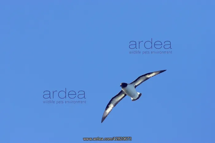 : Pintado or Cape Petrel - In flight : Pintado or Cape Petrel - In flight