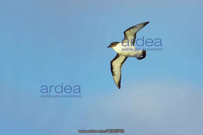 : Pintado / Cape Petrel - In flight : Pintado / Cape Petrel - In flight