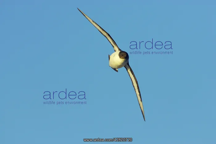 : Pintado / Cape Petrel - In flight : Pintado / Cape Petrel - In flight