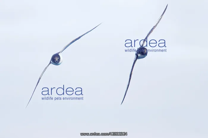 : Pintado or Cape Petrel - In flight : Pintado or Cape Petrel - In flight
